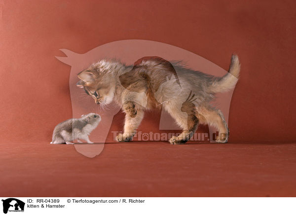 Somali Ktzchen & Hamster / kitten & Hamster / RR-04389