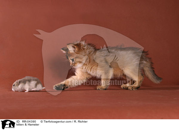 Somali Ktzchen & Hamster / kitten & Hamster / RR-04390
