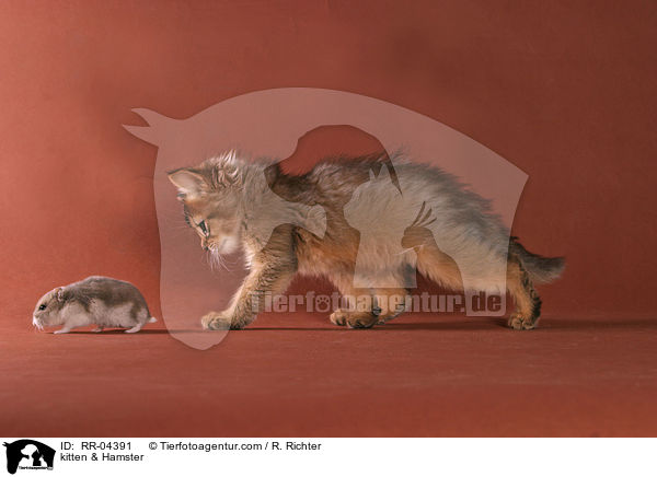 Somali Ktzchen & Hamster / kitten & Hamster / RR-04391