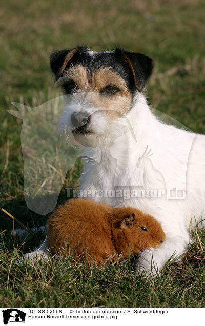 Parson Russell Terrier und Meerschwein / Parson Russell Terrier and guinea pig / SS-02568