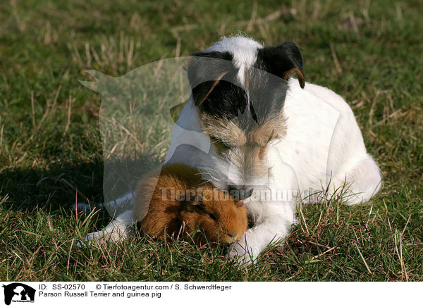 Parson Russell Terrier and guinea pig / SS-02570