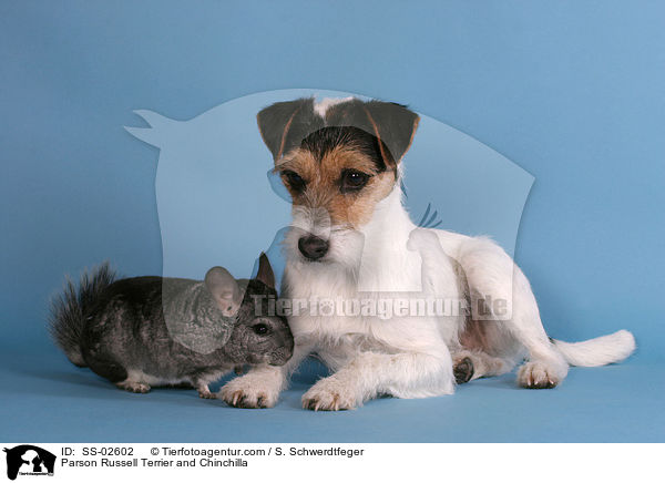 Parson Russell Terrier und Chinchilla / Parson Russell Terrier and Chinchilla / SS-02602