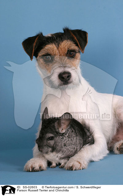 Parson Russell Terrier and Chinchilla / SS-02603