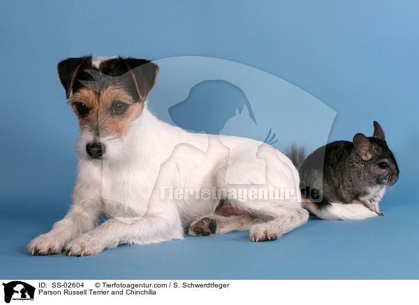 Parson Russell Terrier und Chinchilla / Parson Russell Terrier and Chinchilla / SS-02604