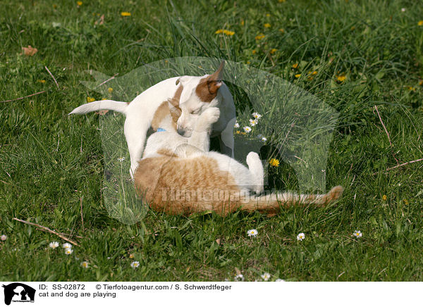 Hund und Katze beim Spielen / cat and dog are playing / SS-02872
