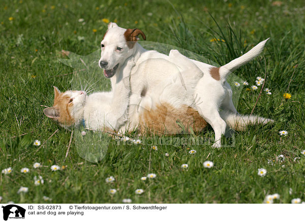cat and dog are playing / SS-02873