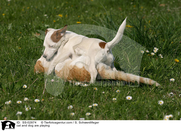 cat and dog are playing / SS-02874