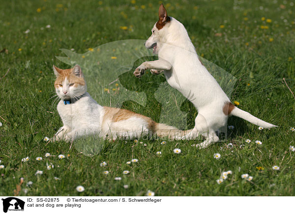 Hund und Katze beim Spielen / cat and dog are playing / SS-02875