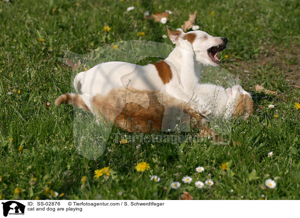 Hund und Katze beim Spielen / cat and dog are playing / SS-02876