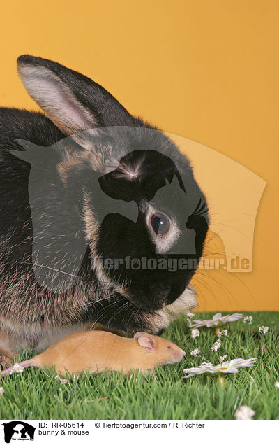 Widder & Maus / bunny & mouse / RR-05614