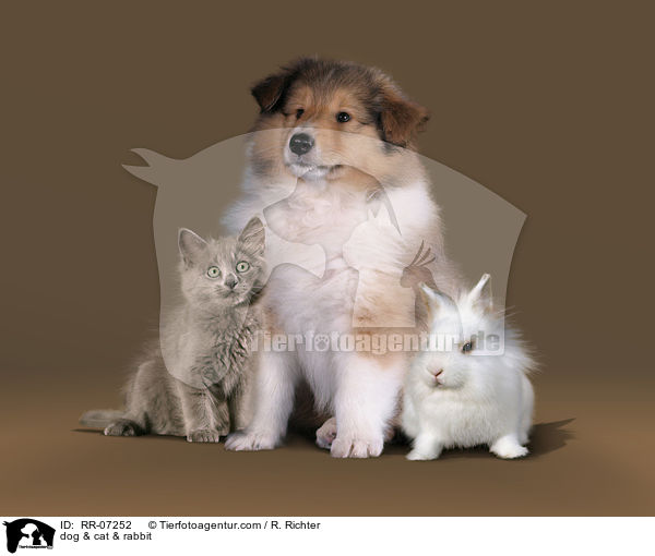 Hund & Katze & Kaninchen / dog & cat & rabbit / RR-07252