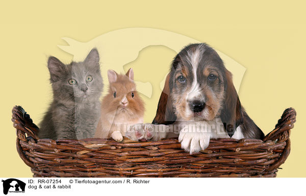 Hund & Katze & Kaninchen / dog & cat & rabbit / RR-07254