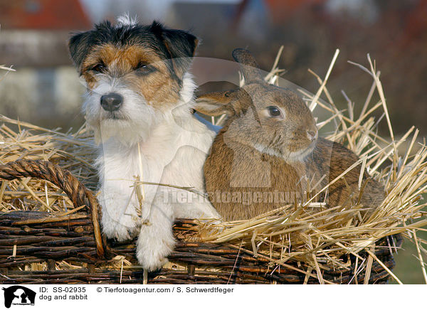 Hund und Kaninchen / dog and rabbit / SS-02935