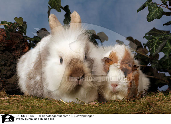 pygmy bunny and guinea pig / SS-03137