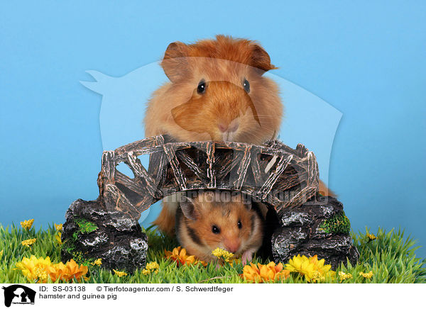 hamster and guinea pig / SS-03138