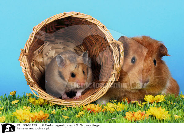 Hamster und Meerschwein / hamster and guinea pig / SS-03139