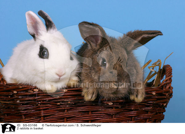 Kaninchen im Krbchen / 2 rabbits in basket / SS-03166