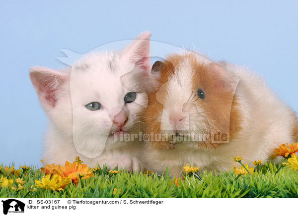 Ktzchen und Meerschwein / kitten and guinea pig / SS-03167