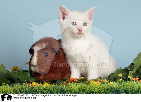 kitten and guinea pig / SS-03323
