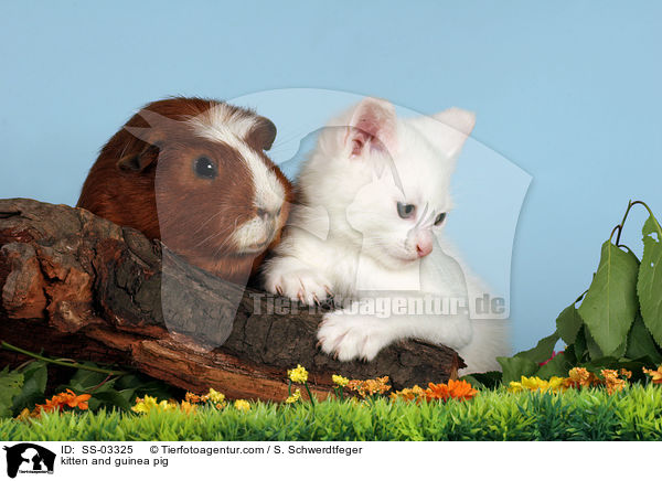 kitten and guinea pig / SS-03325