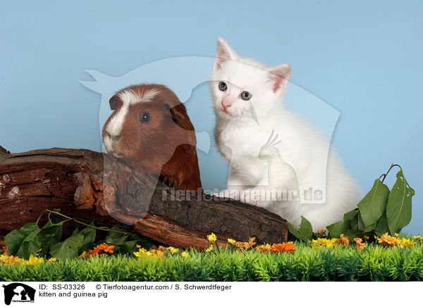 Ktzchen und Meerschwein / kitten and guinea pig / SS-03326