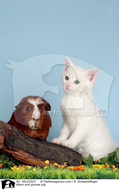 Ktzchen und Meerschwein / kitten and guinea pig / SS-03327
