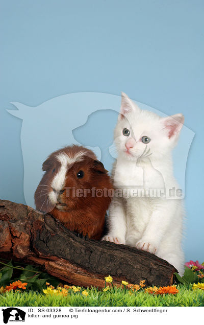 Ktzchen und Meerschwein / kitten and guinea pig / SS-03328