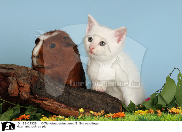 kitten and guinea pig / SS-03329