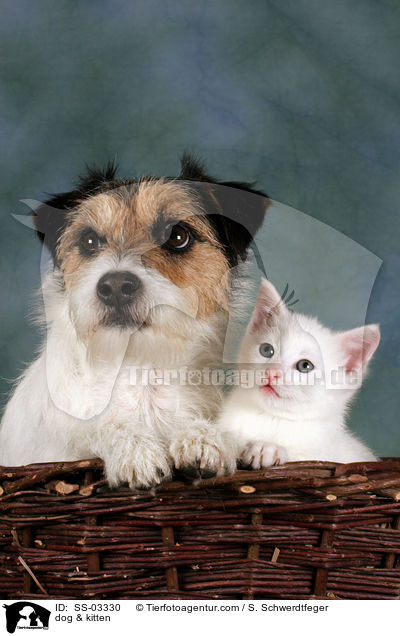 Hund & Ktzchen / dog & kitten / SS-03330