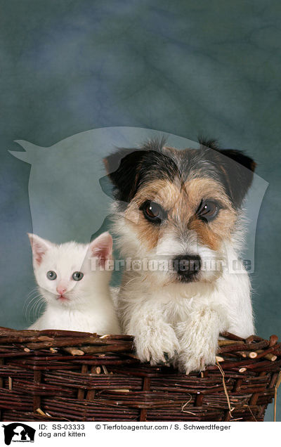 Hund und Ktzchen / dog and kitten / SS-03333