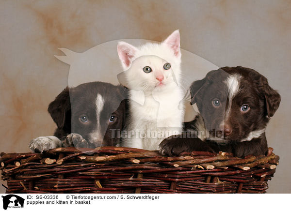 Welpen und Ktzchen in Krbchen / puppies and kitten in basket / SS-03336