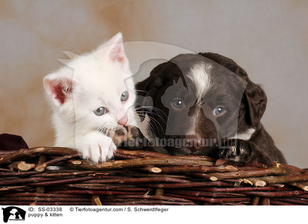 Welpe & Ktzchen / puppy & kitten / SS-03338