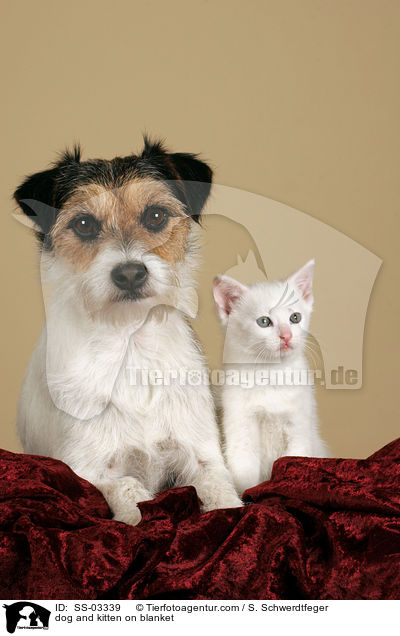 Hund und Ktzchen auf Decke / dog and kitten on blanket / SS-03339