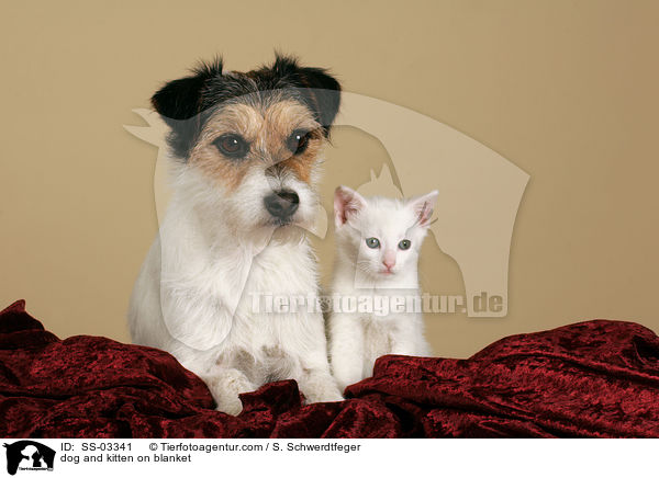 Hund und Ktzchen auf Decke / dog and kitten on blanket / SS-03341