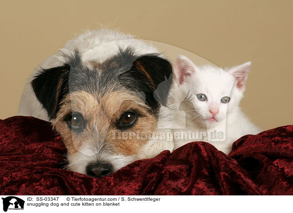 Hund und ses Ktzchen kuscheln auf Decke / snuggling dog and cute kitten on blanket / SS-03347