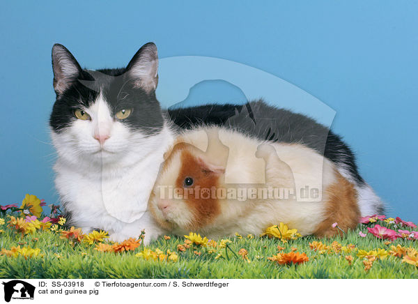 Katze und Meerschweinchen / cat and guinea pig / SS-03918