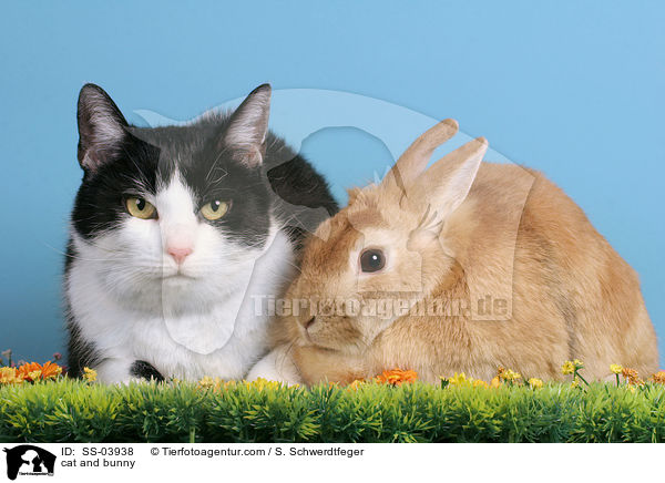 Katze und Kaninchen / cat and bunny / SS-03938