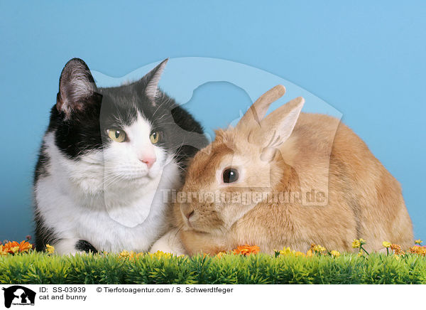 Katze und Kaninchen / cat and bunny / SS-03939