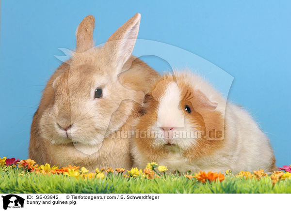 bunny and guinea pig / SS-03942