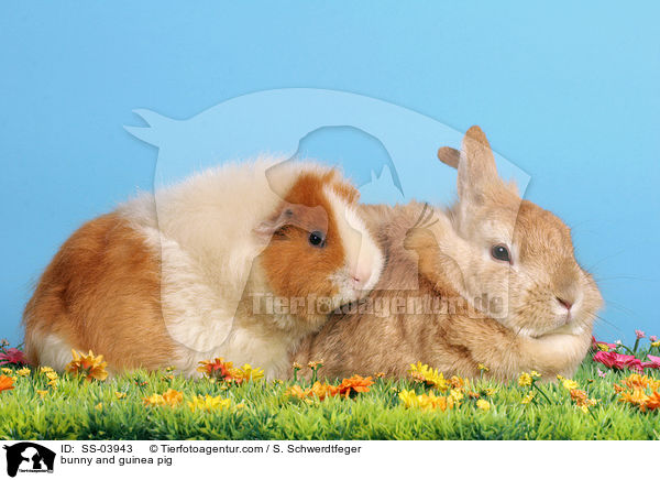 Kaninchen und Meerschwein / bunny and guinea pig / SS-03943