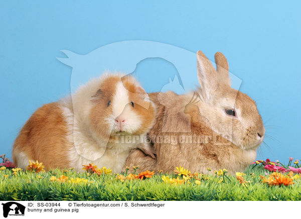 Kaninchen und Meerschwein / bunny and guinea pig / SS-03944