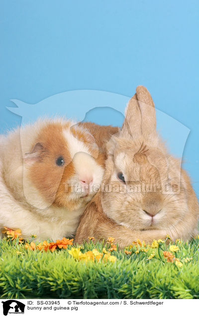 bunny and guinea pig / SS-03945