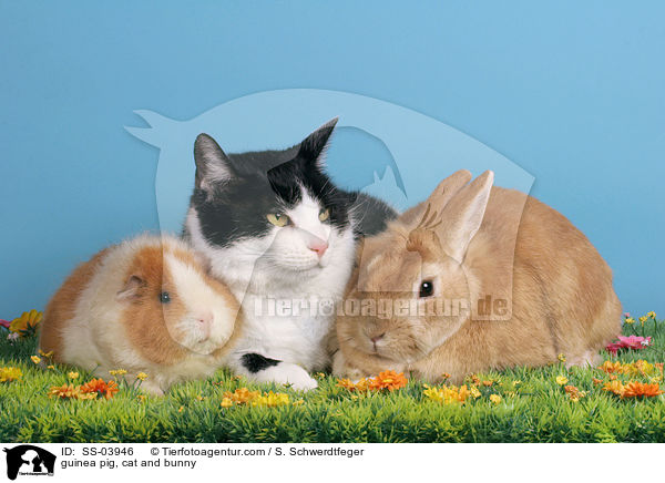 Meerschwein, Katze und Kaninchen / guinea pig, cat and bunny / SS-03946