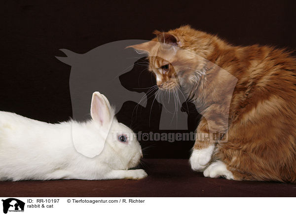 Kaninchen & Katze / rabbit & cat / RR-10197