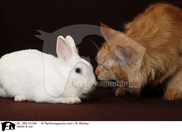 rabbit & cat / RR-10198