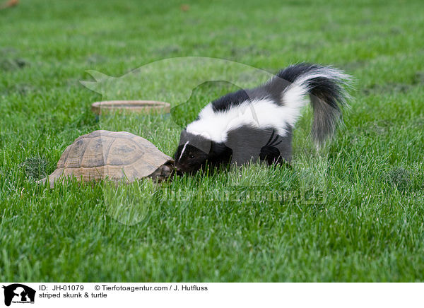 striped skunk & turtle / JH-01079