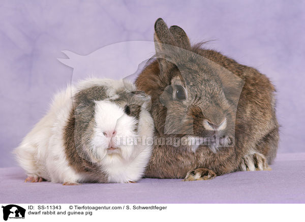 dwarf rabbit and guinea pig / SS-11343