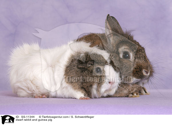 dwarf rabbit and guinea pig / SS-11344