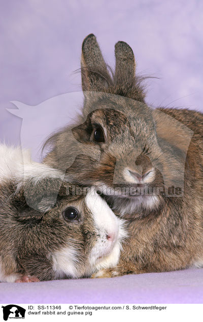 Kaninchen und Meerschwein / dwarf rabbit and guinea pig / SS-11346