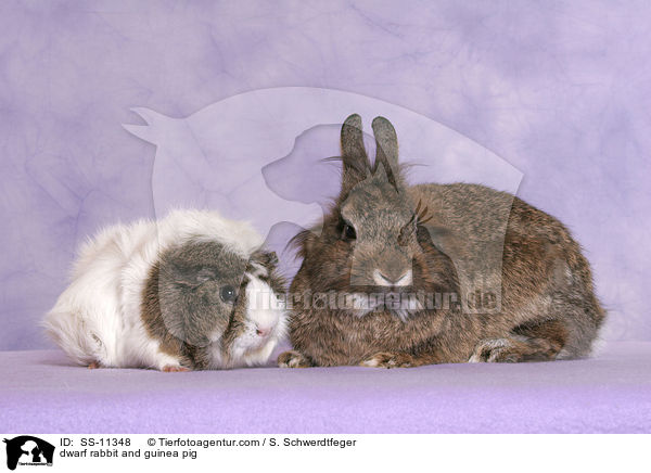 dwarf rabbit and guinea pig / SS-11348